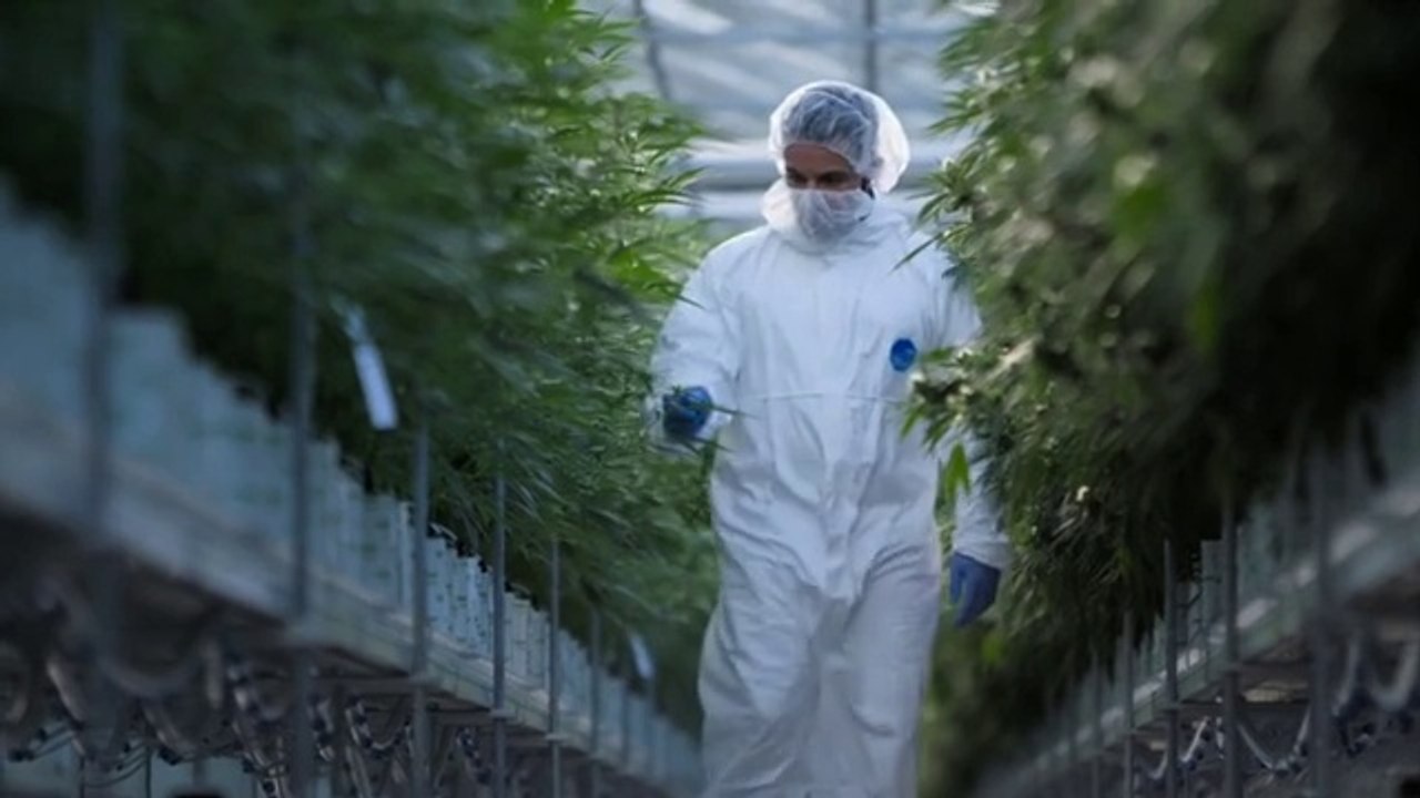 Cannabis Miracle Medicine Or Dangerous Drug (2019) Horizon S58E07 Documentary