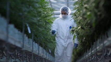 Cannabis Miracle Medicine Or Dangerous Drug (2019) Horizon S58E07 Documentary