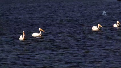 Ladik Gölü'nde pelikanlar - SAMSUN