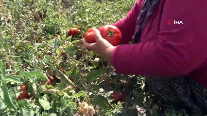 Bir asırlık tohumdan ürettiği  Ayaş domatesi  siparişine yetişemiyor