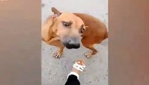 Cão esperto finge que está magoado para receber comida