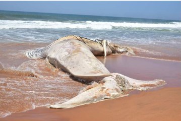 വേളി പൊഴിക്കരയിൽ ഭീമൻ തിമിംഗലം കരയ്ക്കടിഞ്ഞു | Oneindia Malayalam