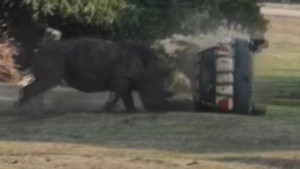 Gergedan, eğitmeninin içinde bulunduğu otomobili hurdaya çevirdi