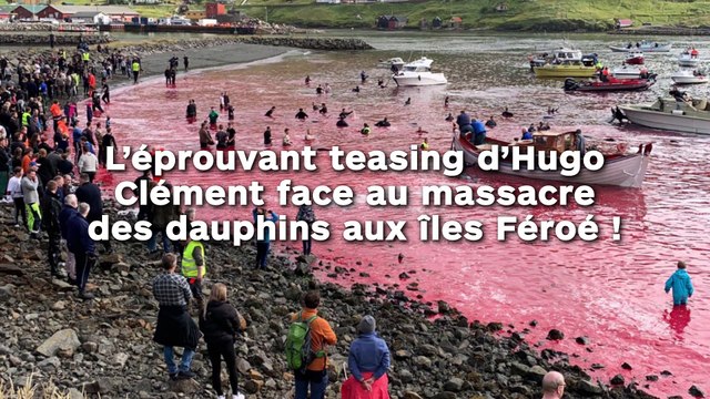 L’éprouvant teasing d’Hugo Clément face au massacre des dauphins aux îles Féroé !