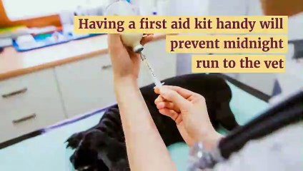 DIY Dog First Aid Kit – 10 Essential Things | BudgetVetCare