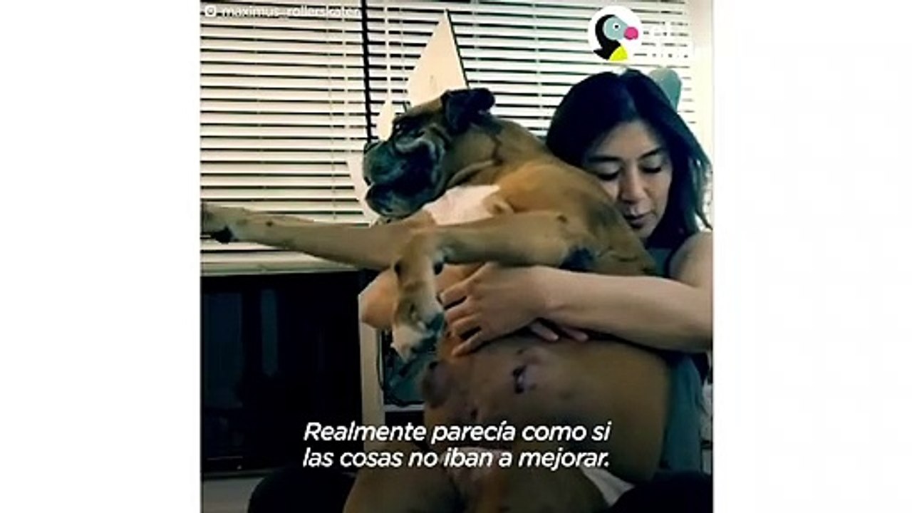 Este perro hace TODO con su silla de ruedas | El Dodo