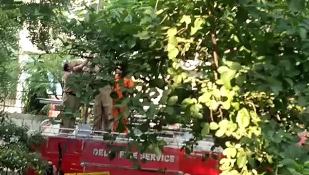 DFS rescues 717 birds hurt by kite string this month