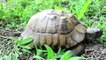 Court Orders Release Of Captive Turtles