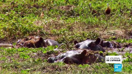 Guinée Bissau - Orango : Conservation de l'île grâce aux traditions