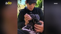 Rescue Raccoon! Couple Adopts Raccoon After Finding Him Abandoned In Backyard At 2 Weeks Old!