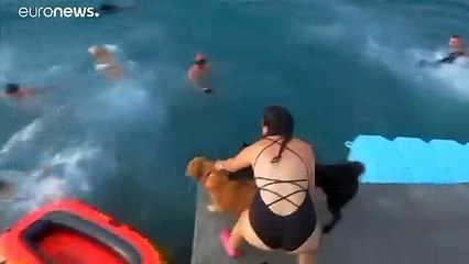 شاهد: كلاب وأصحابها في سباق للسباحة