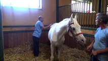 Yüz Güzeli Arap Atı Batyskaf İlerlemiş Yaşına Rağmen Devlete Servet Kazandırıyor