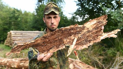 Germania: foreste a rischio, interviene l'esercito