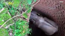 Check Out This Video of an Elephant Being Saved After Falling Into a Well