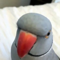 Cet adorable perroquet aime donner des bisous à sa maman. Regardez !