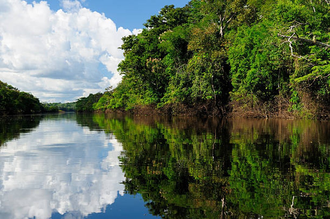 Der Amazonas - die Lunge der Welt geht verloren