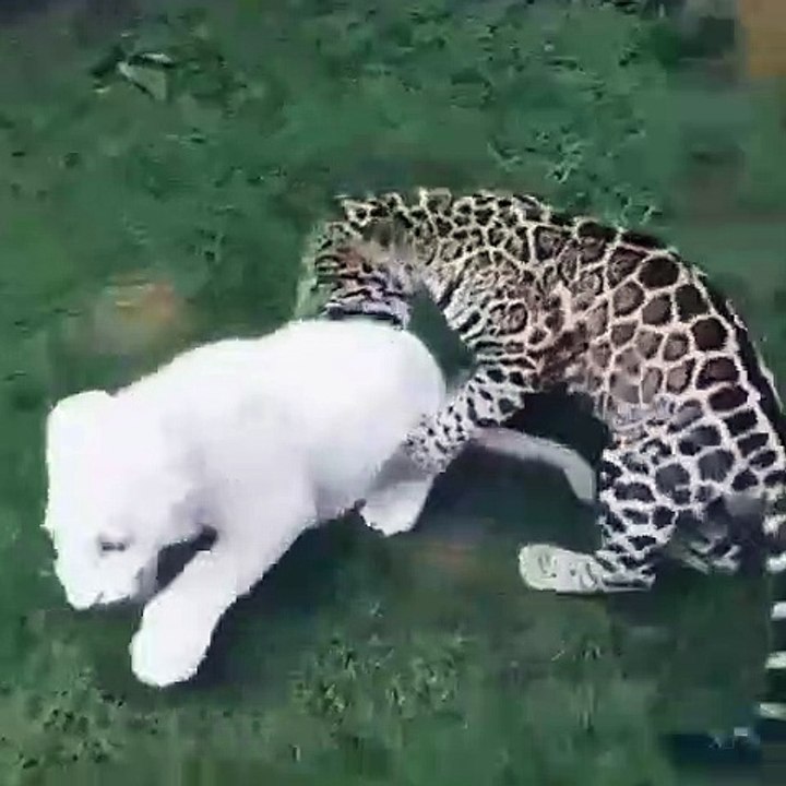 Quand deux bébés tigres jouent ensemble, voici ce que ça donne !