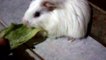 ֎ Healthy Meal for this Cute Guinea Pig ֎ | Pet Guinea Eating Lettuce