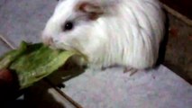 ֎ Healthy Meal for this Cute Guinea Pig ֎ | Pet Guinea Eating Lettuce