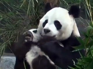 Amour Pur ! Admirez cette émouvante scène entre un panda et sa maman
