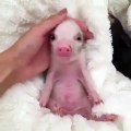 Ce bébé cochon tout rose est un vrai petit ange. Admirez !