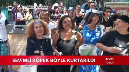 Demir Parmaklıklara Sıkışan Sevimli Köpek Böyle Kurtalıldı