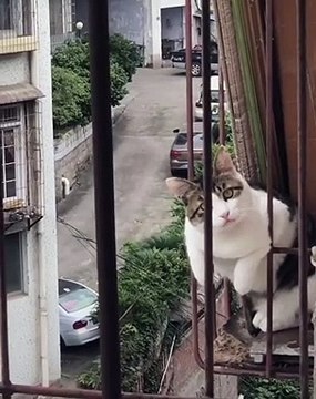 Cette chatte ronde est une grande curieuse. Regardez ce qu'elle fait en voyant la caméra !