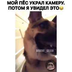 La mimique de cette chienne va vous faire éclater de rire. Observez le !