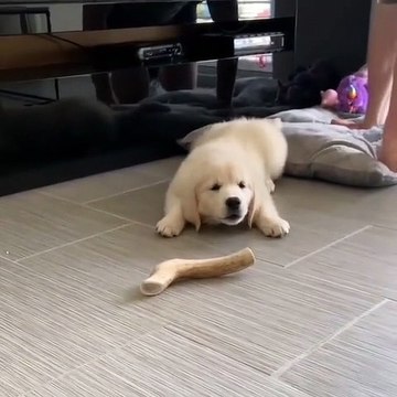 Ce petit golden veut jouer mais ne sait pas comment manier son jouet. Trop marrant !