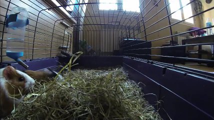 ֎ Cute Guinea Pigs in their Cage ֎ [FAST MO!] | Pet Guinea Pig Playing