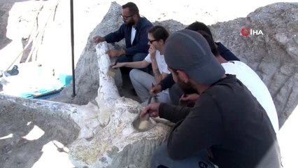 Kayseri'de 3 buçuk metre uzunluğunda 7 buçuk milyon yıllık 'Choerolophodon' fosili bulundu