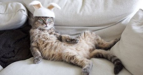 Ces chats disposent d'une impressionnante collection de «chapeaux» confectionnés à partir de leurs poils