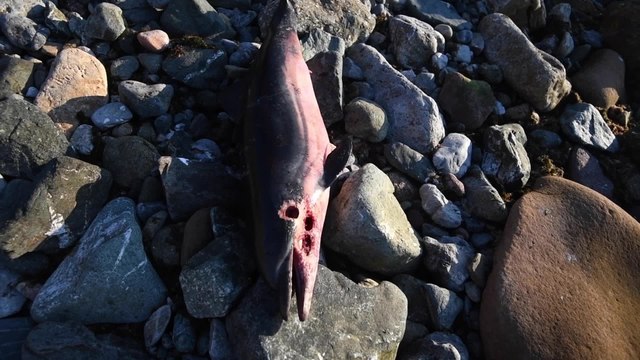 Estudian el intenso repunte de delfines listados muertos hallados en Ceuta