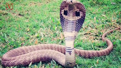 German Apartment Complex Evacuated as Officials Try to Catch a Deadly Cobra on the Loose