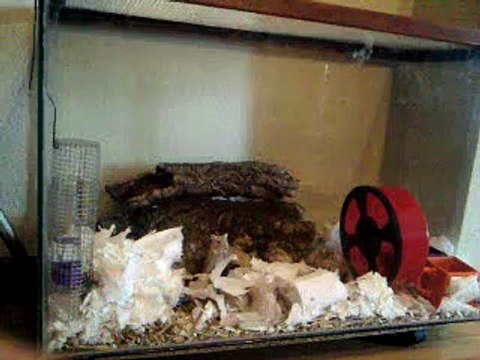 ▷ Gerbil's New House◁ | Nice Gerbils at Home | Pretty Gerbils