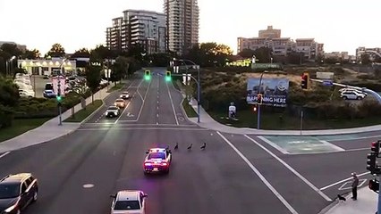 Cop Quacks at Crossing Geese