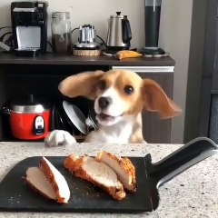 Quand un Corgi s'aperçoit qu'il y a du poulet au menu. Trop marrant !