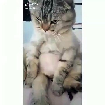 Ce chaton n'aime pas qu'on joue avec son estomac. Trop marrant !