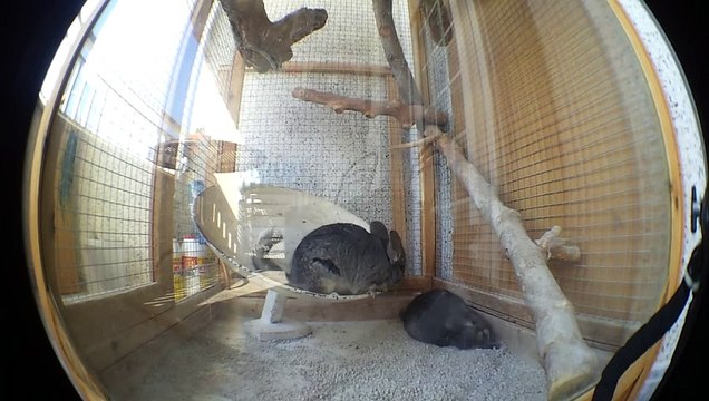 ▷ Gerbils in their Wheel ◁ | Funny Gerbils Playing | Beautiful Gerbils