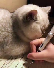 Quand une chatte adore se caler sur le doigt de son maître. Trop chou