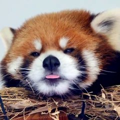 Ce bébé panda roux est trop mignon. Admirez !
