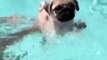Quand bébé bulldog apprend à nager dans une grande piscine. Trop cute !