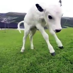 Ce petit veau blanc a tout juste 18 heures d'existence. Trop mimi