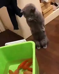 Ce chat affamé ne peut pas s’empêcher de regarder. Trop mimi !