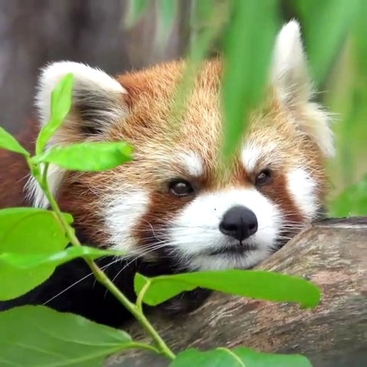 Ce panda roux est curieux de voir ce qui se cache derrière les herbes.  A voir