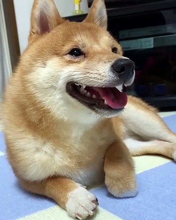 Quand un chien a peur du veterinaire, voici ce que ça donne. Marrant !