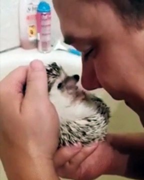 Cet hérisson est le chose la plus adorable que vous verrez cette semaine. Regardez !