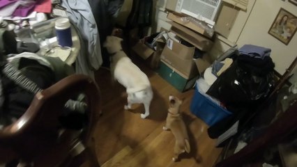 Four dogs waiting for dad to feed them food