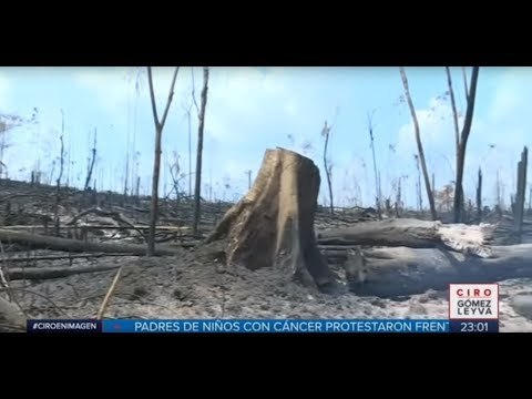¿Qué está haciendo el mundo por la Amazonia? | Noticias con Ciro Gómez Leyva
