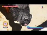 ¡Ana Alicia estuvo en un refugio de animales en Cuautla, Morelos! | Sale el Sol